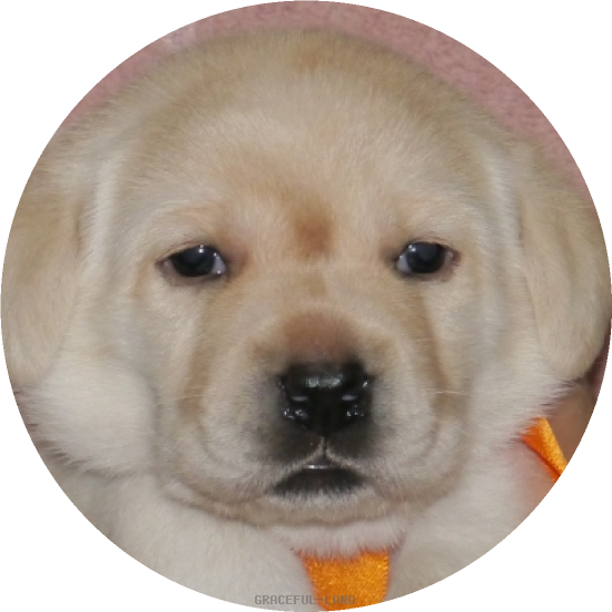 女の子(オレンジ母犬ベローナ)(A child of マナスル & ベローナ) 女の子(オレンジ母犬ベローナ)